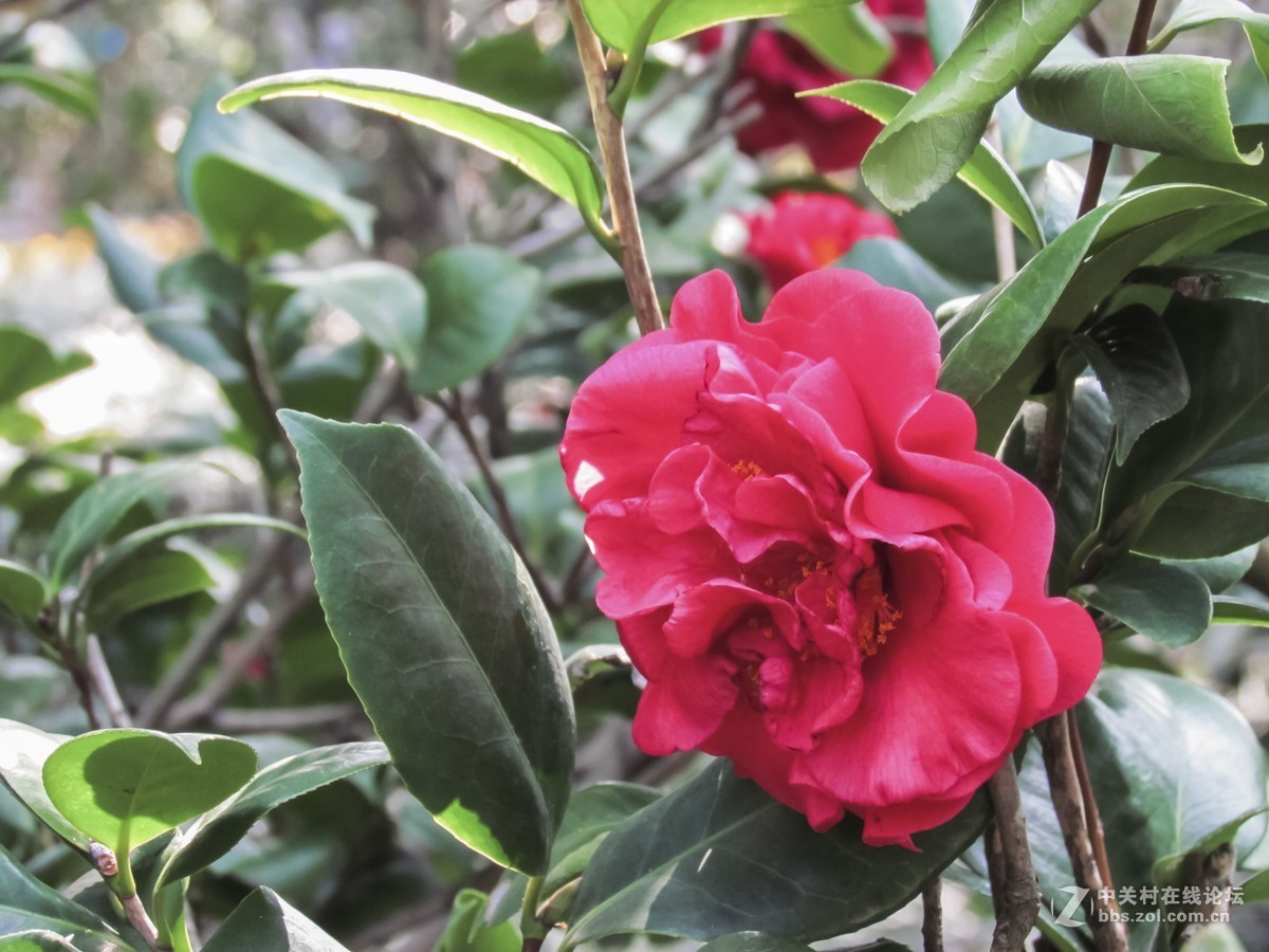 茶花