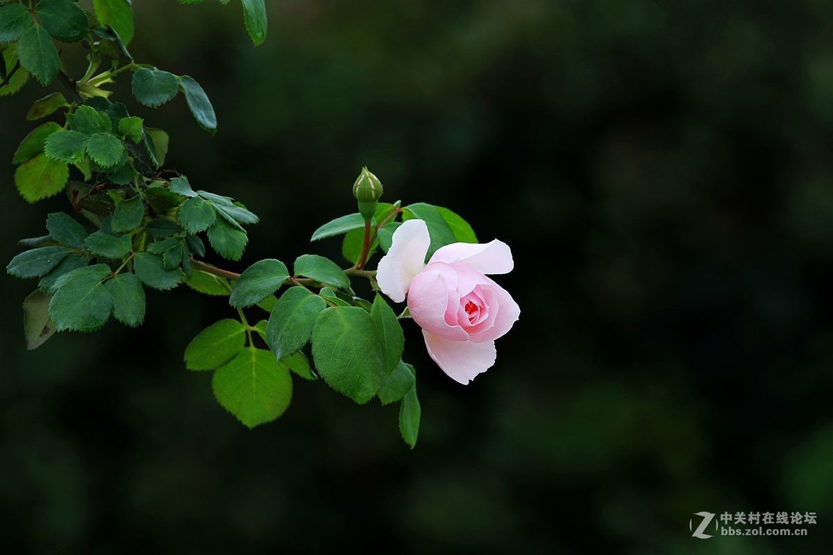 月季花