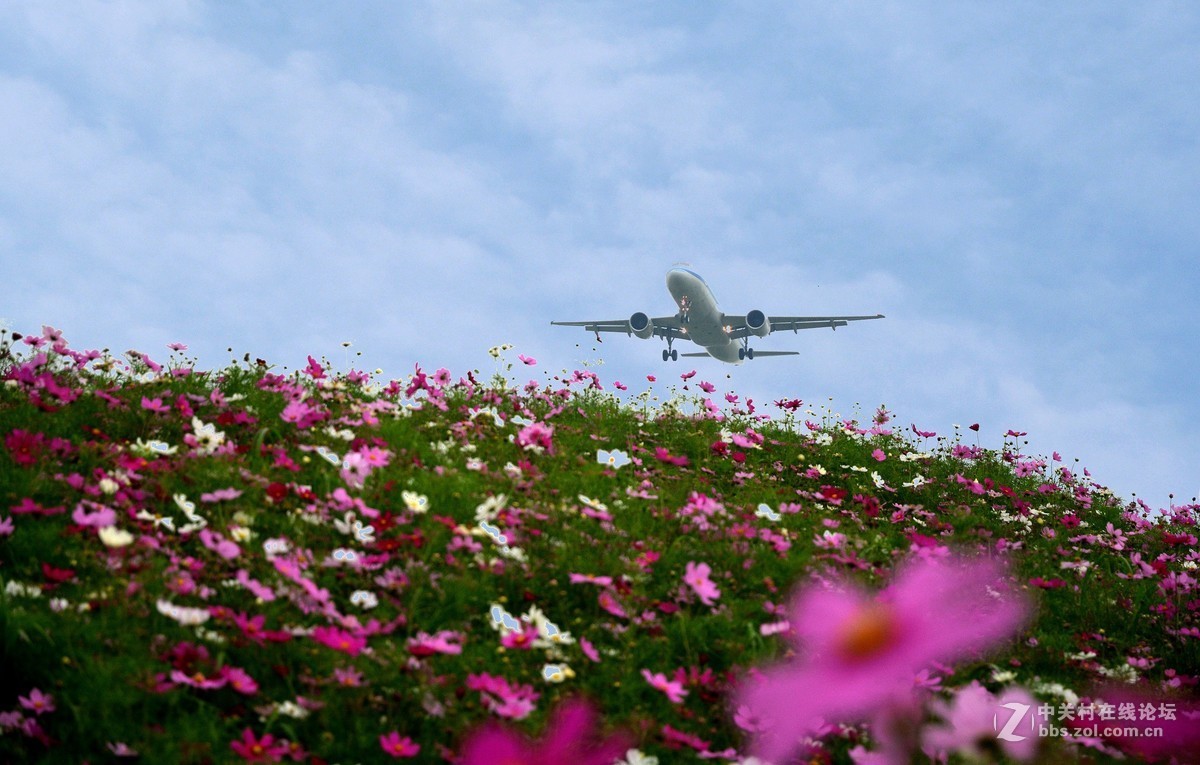 成都双流空港花田