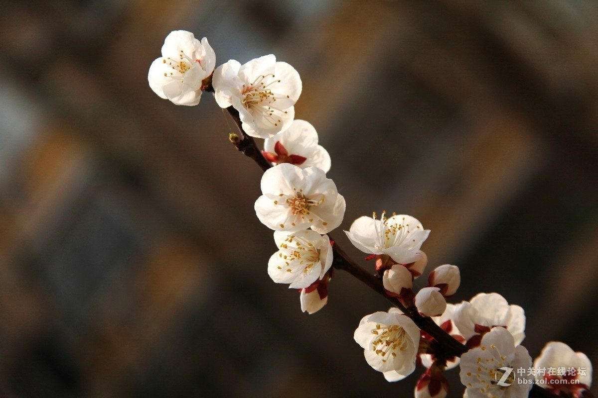 今春桃花挂枝头2