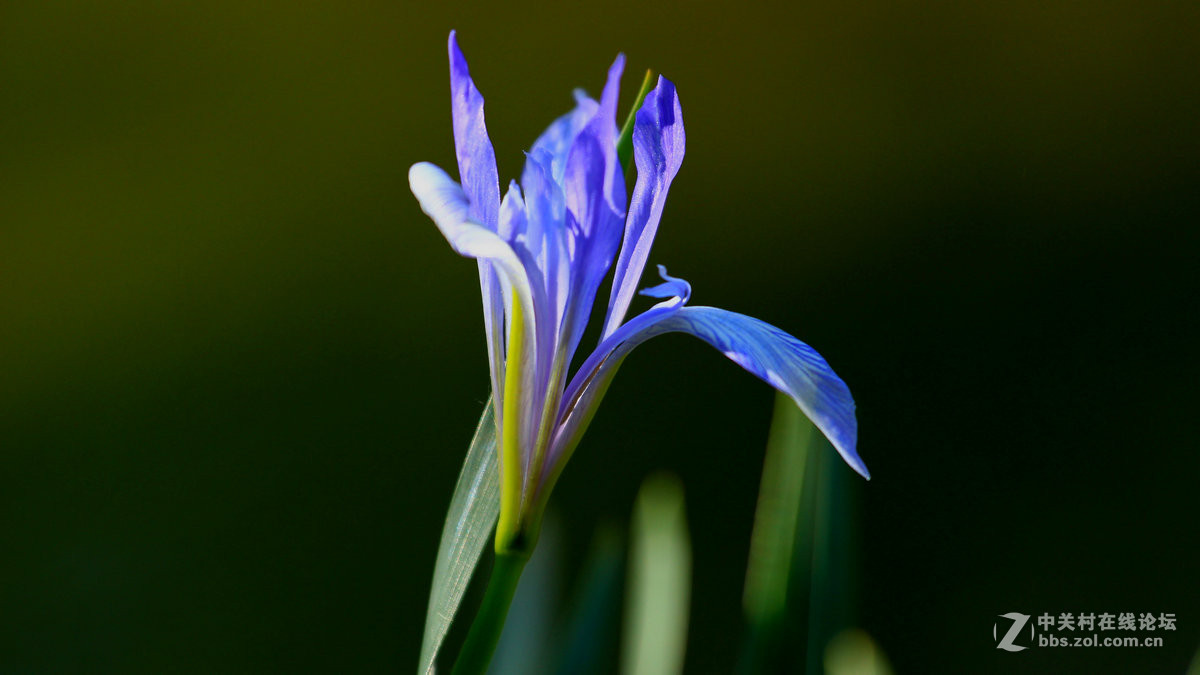 小小马兰花