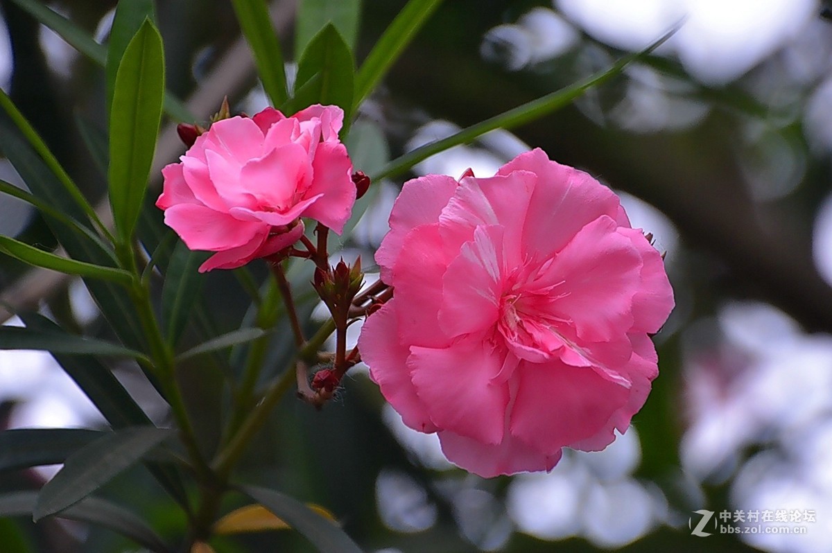 花开夹竹桃