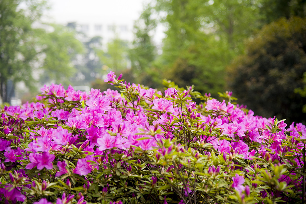 杜鹃花开,南京林业大学