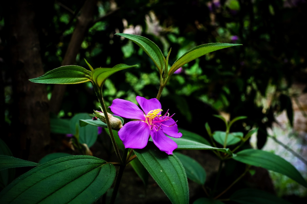 毛稔花