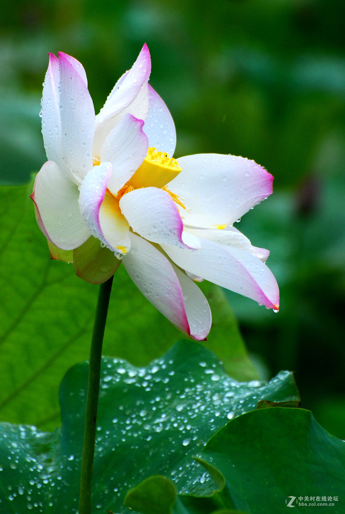 雨中荷花