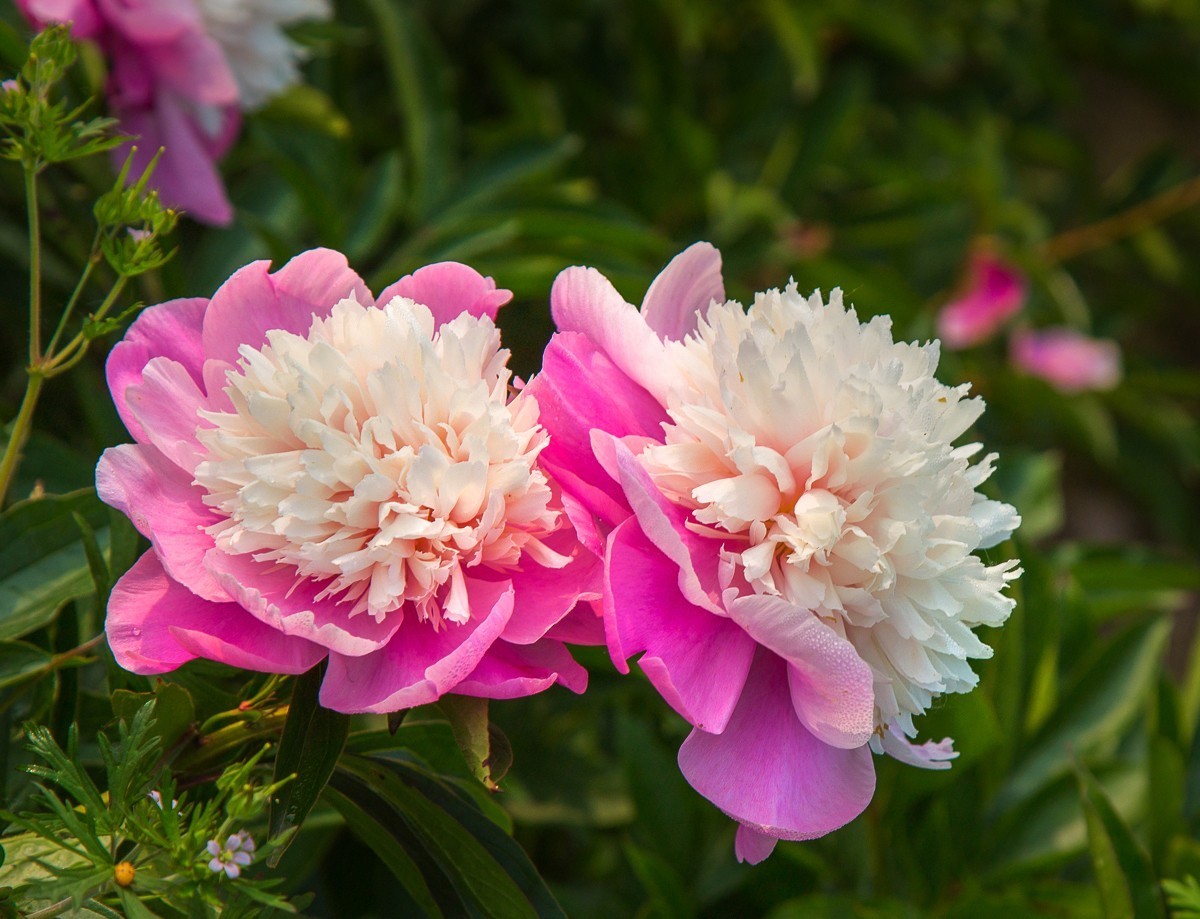 20200508扬州芍药园芍药花展三