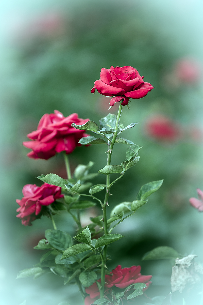 一组红玖槐花
