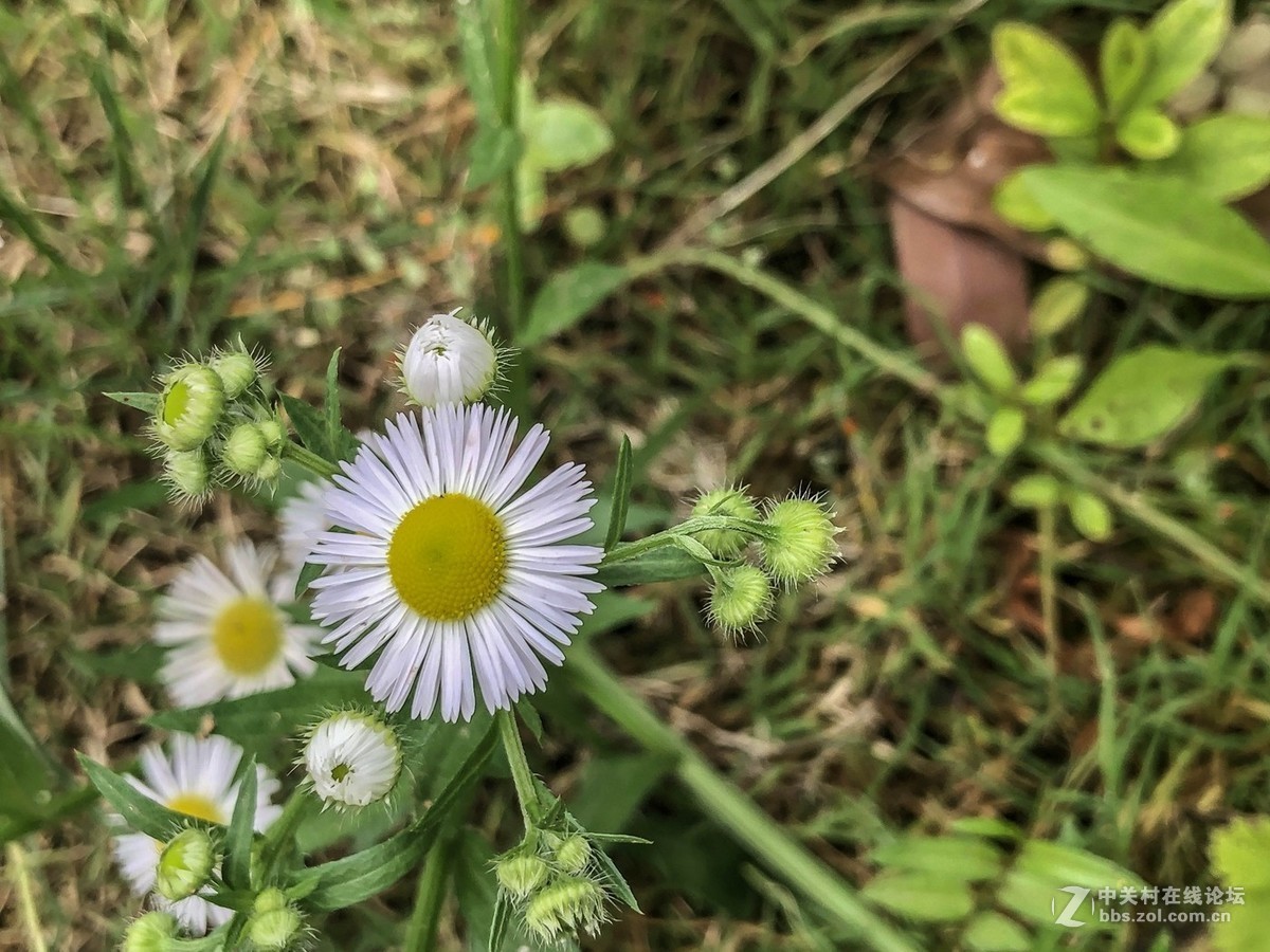 短葶飞蓬菊科类