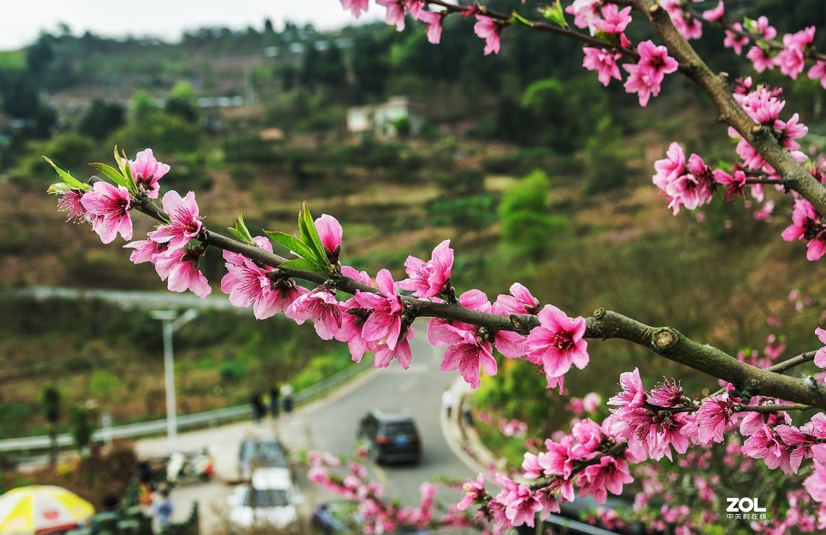 龙泉桃花山