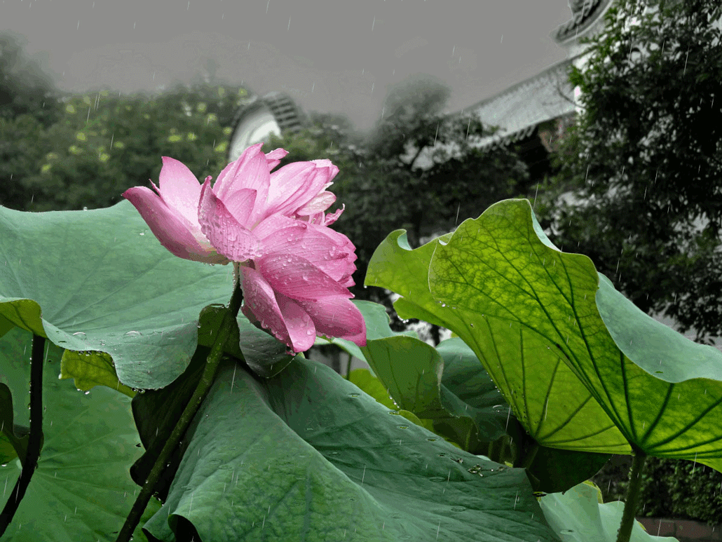 夏雨风荷寻觅风雨中的味道gif动画一组