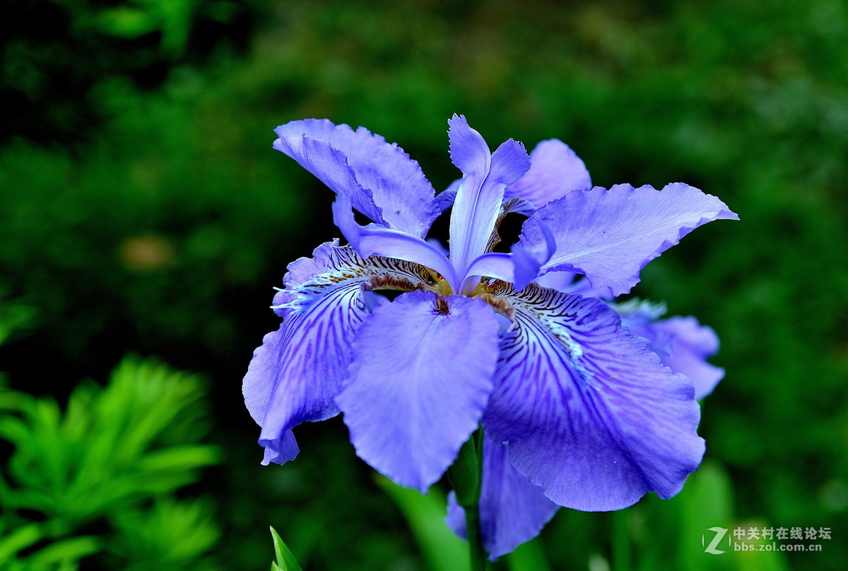 扁竹兰鸢尾花