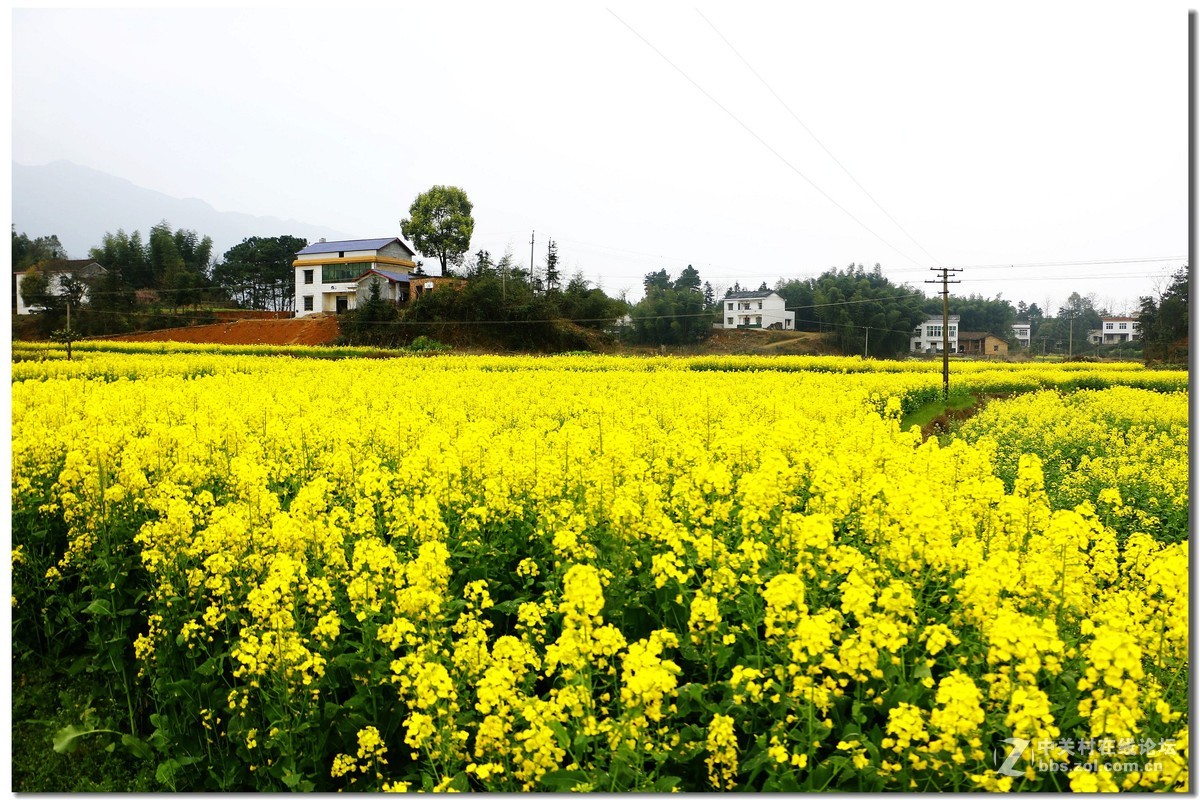 踏春赏花