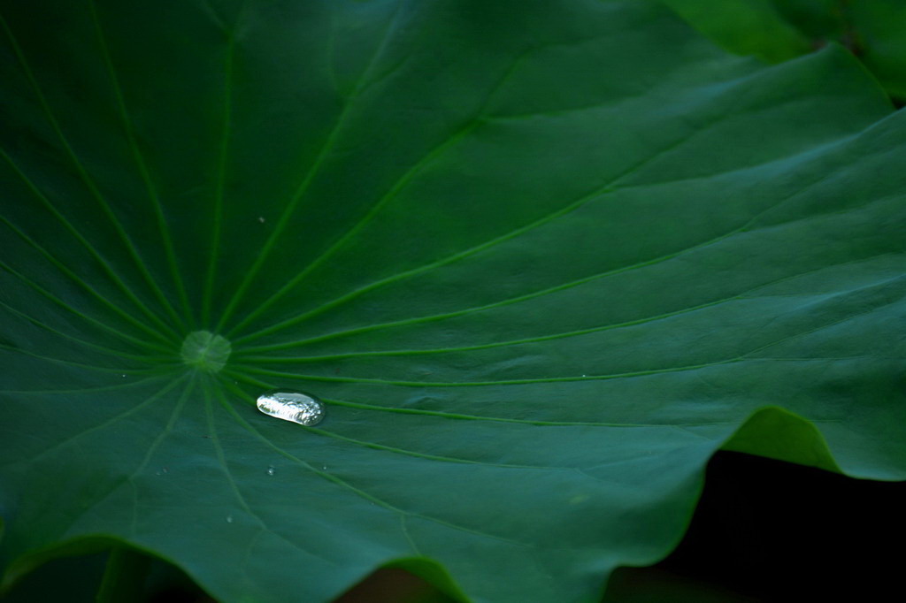 暮雨乱入池荷开碧玉盘