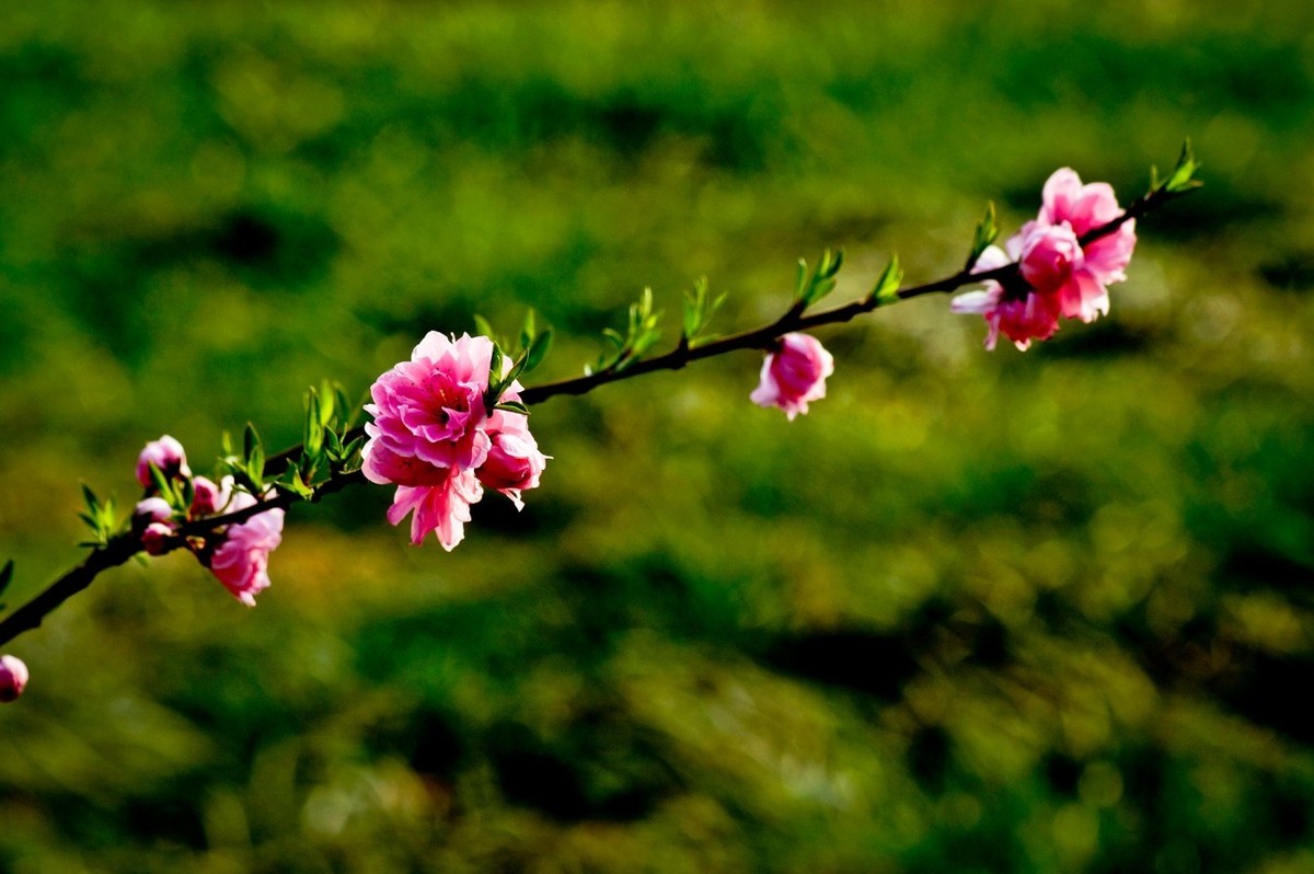 春花怒放