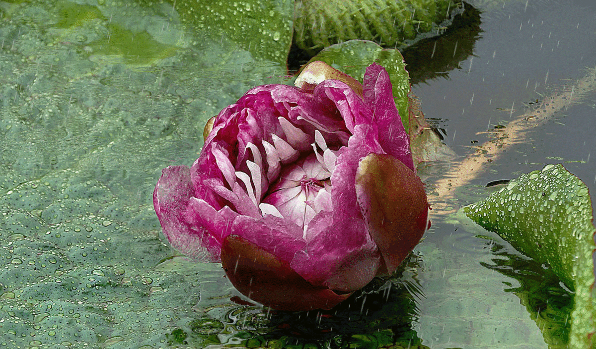 夏雨风荷寻觅风雨中的味道gif动画一组