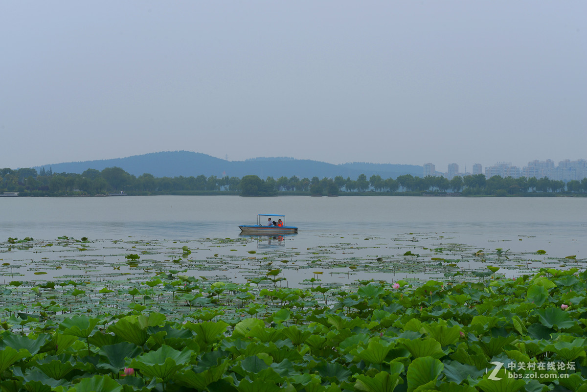 小南湖美丽夏景