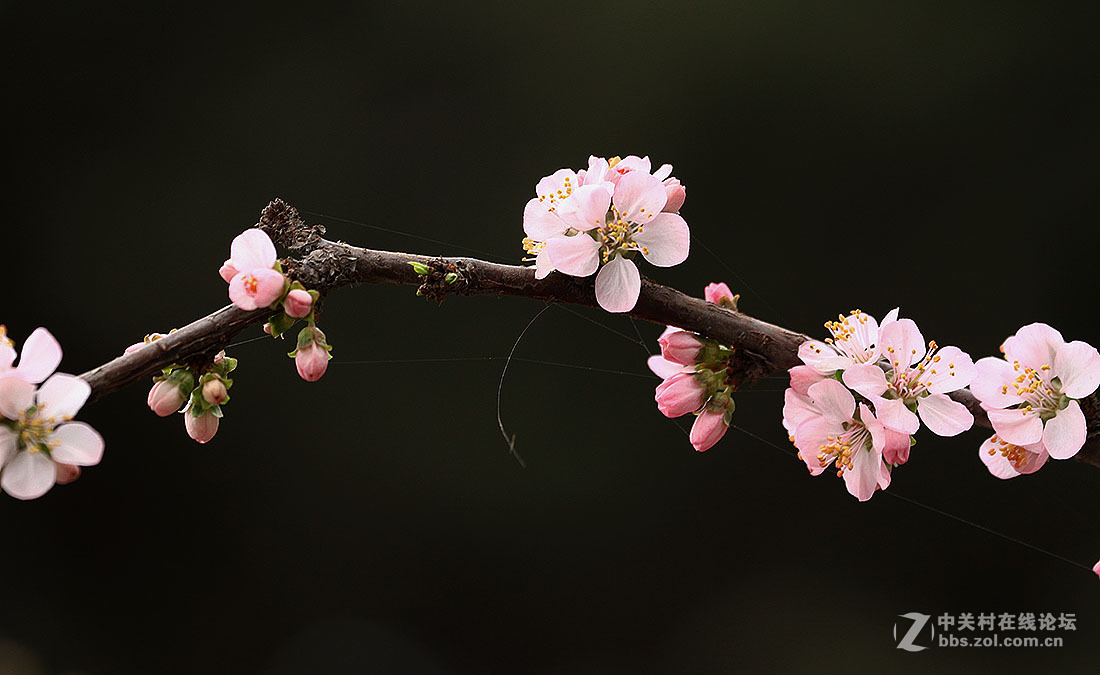 洹园的榆叶梅花