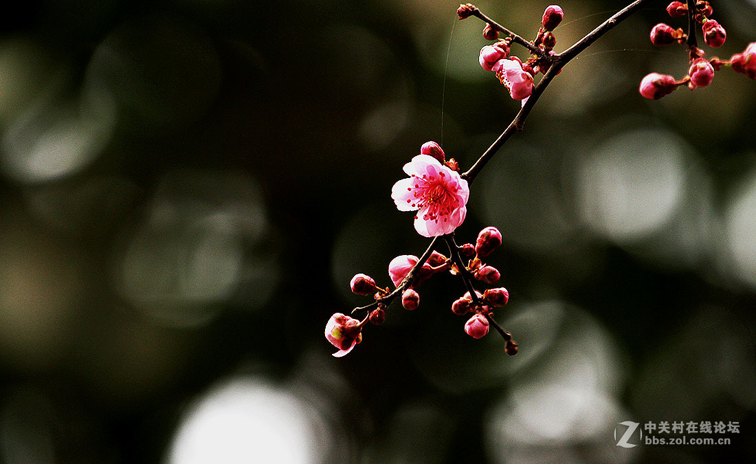 洹园的榆叶梅花