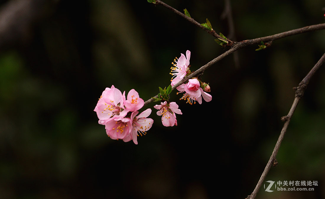 洹园的榆叶梅花