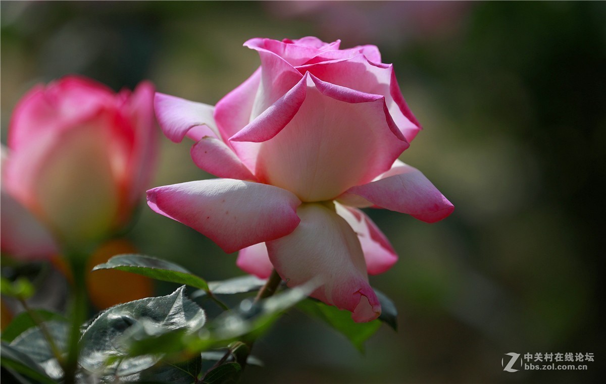 月季花1