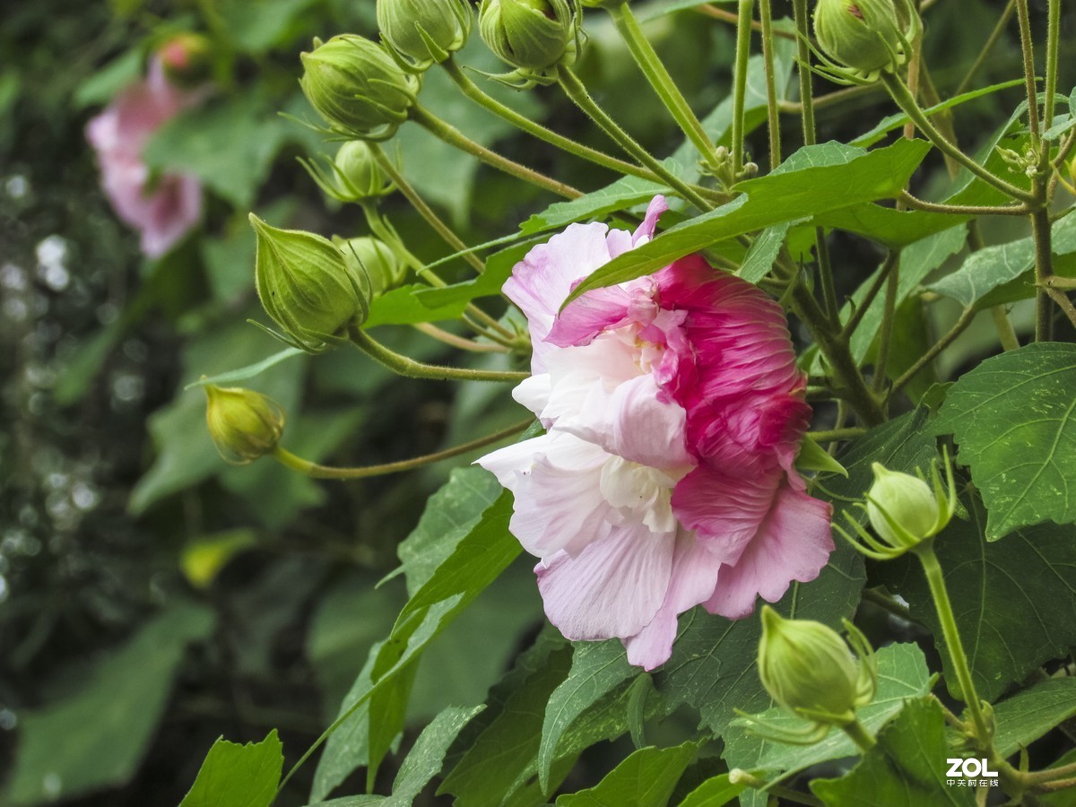 芙蓉花