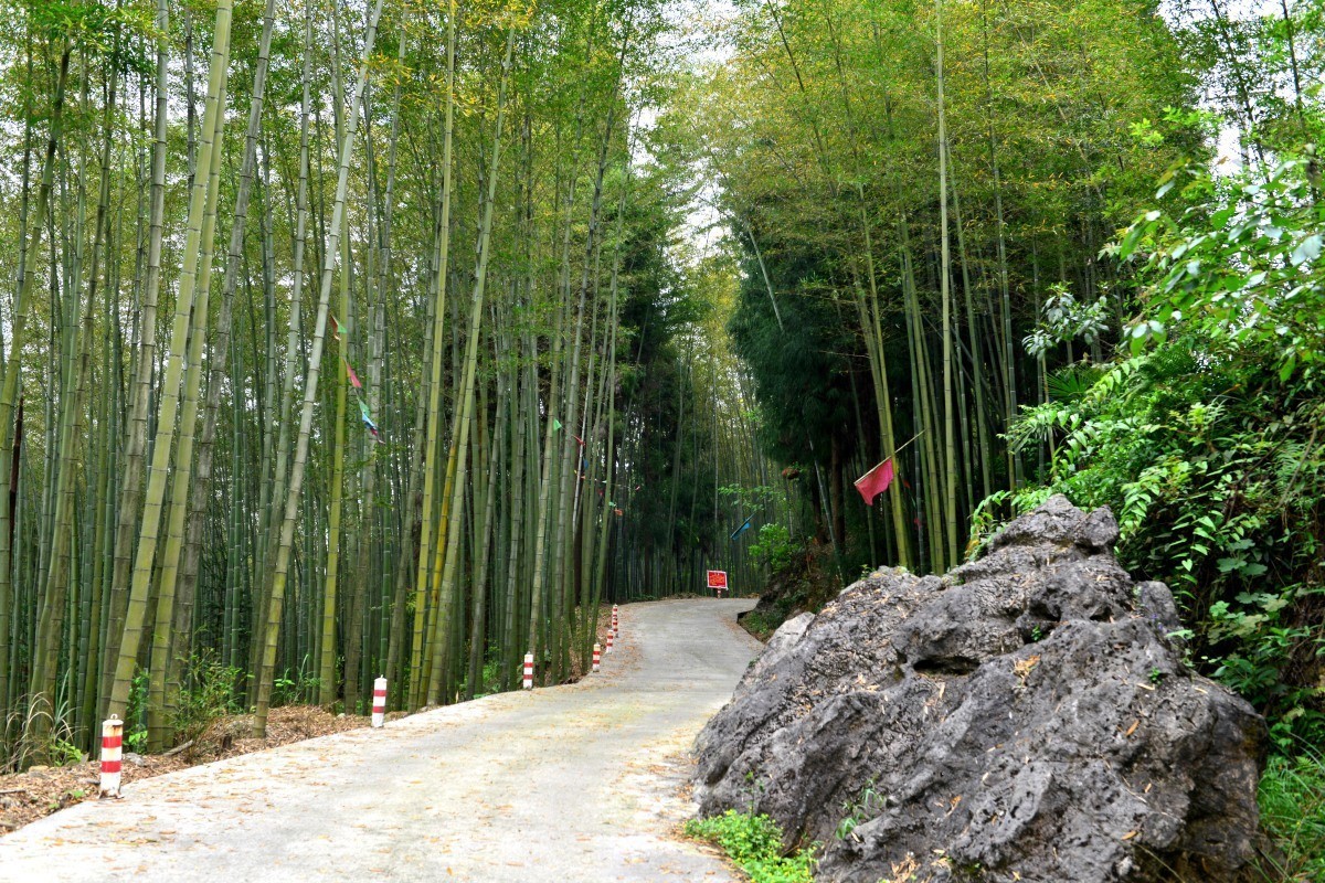 北川羌王竹海