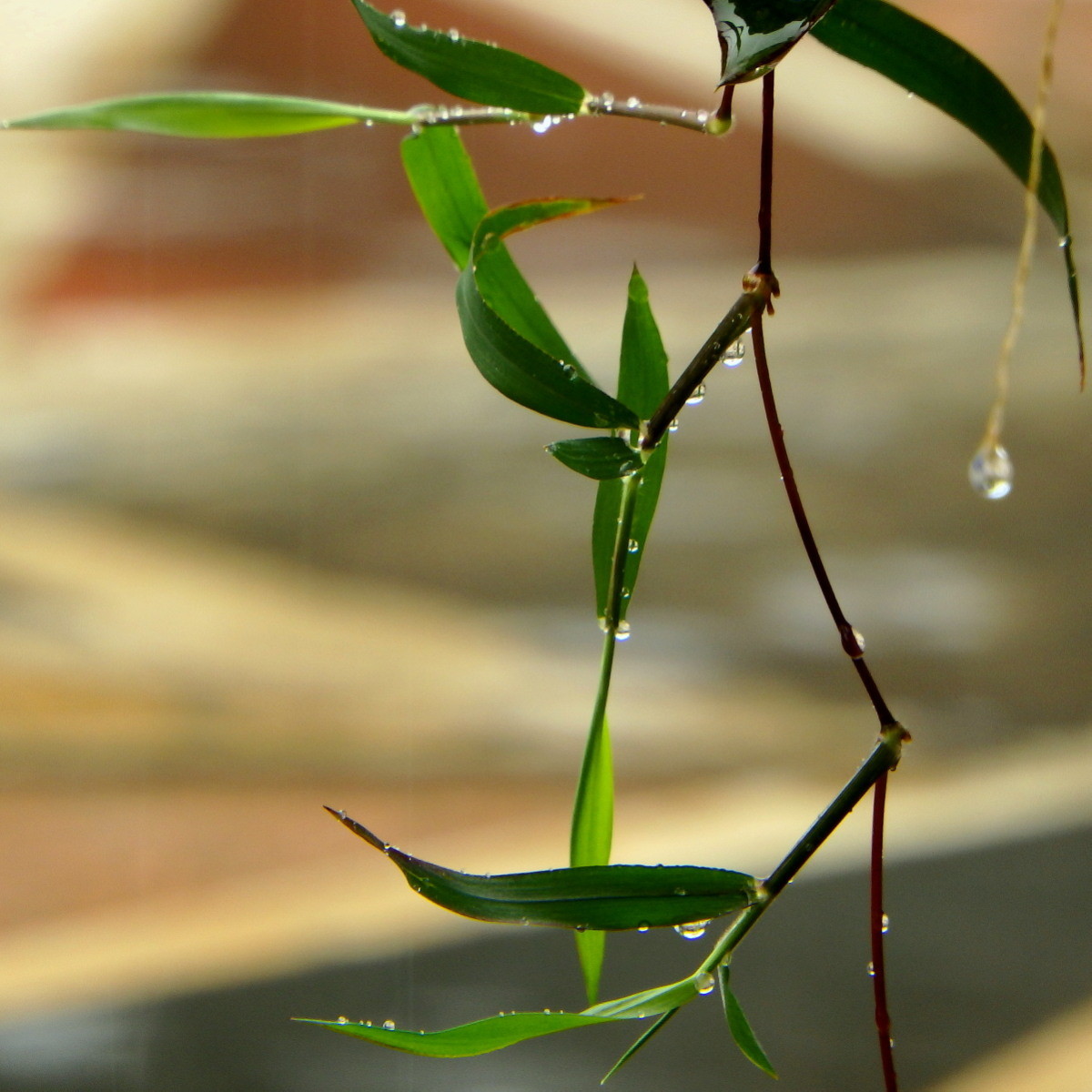 三月里的小雨