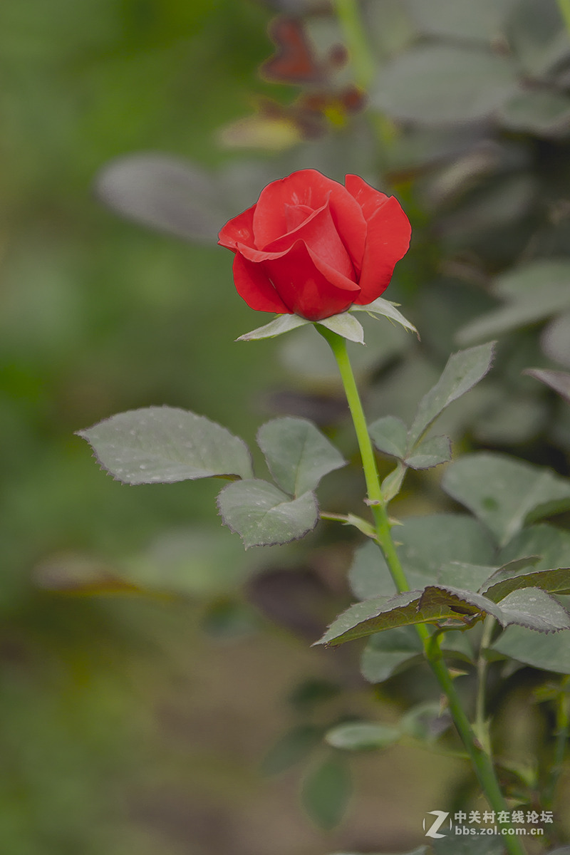 玖槐花二