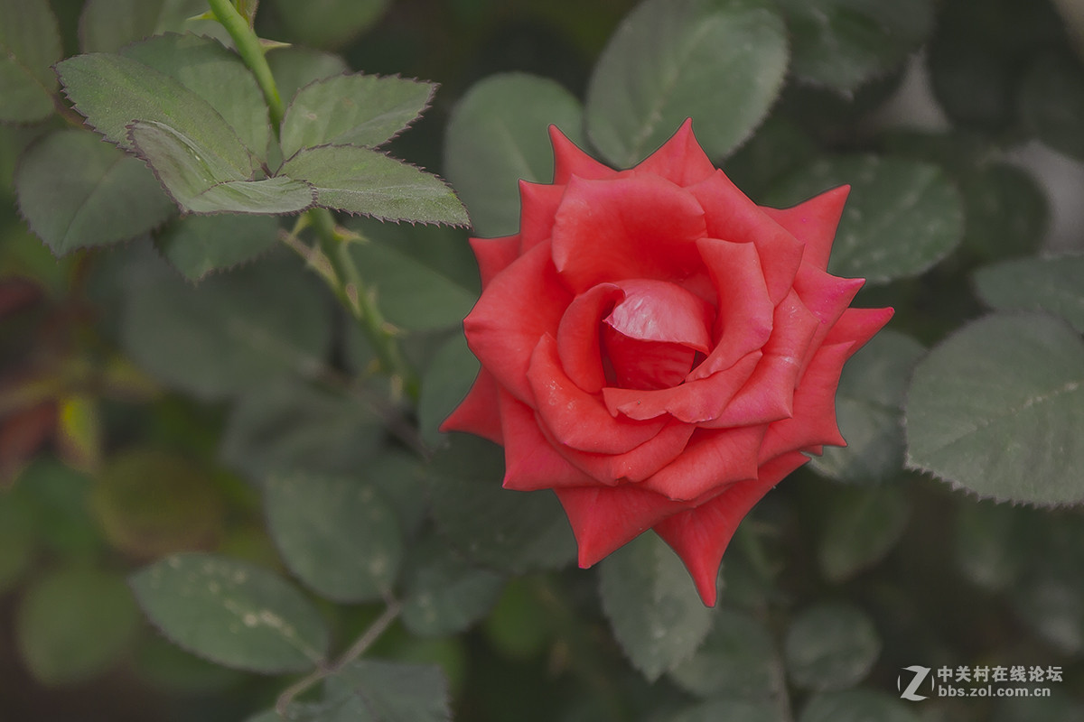 玖槐花二