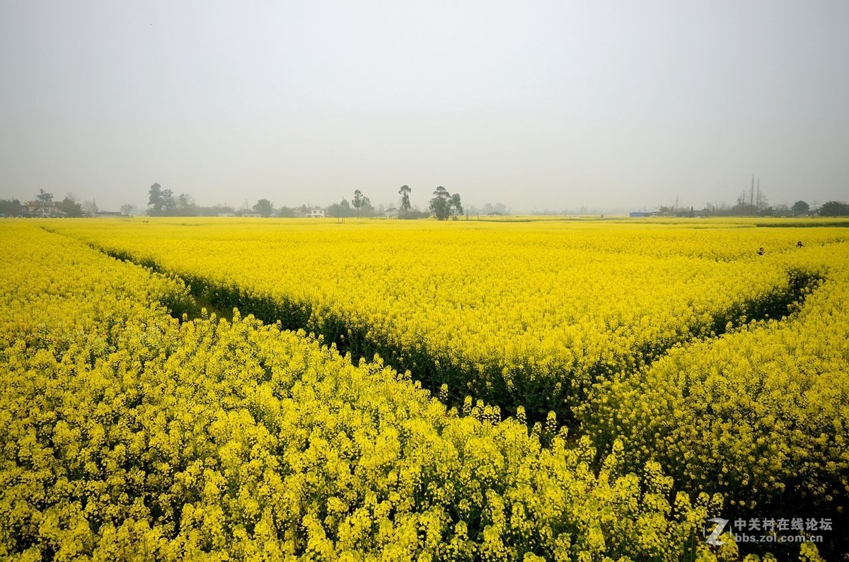 四川广汉西高镇油菜花节掠影