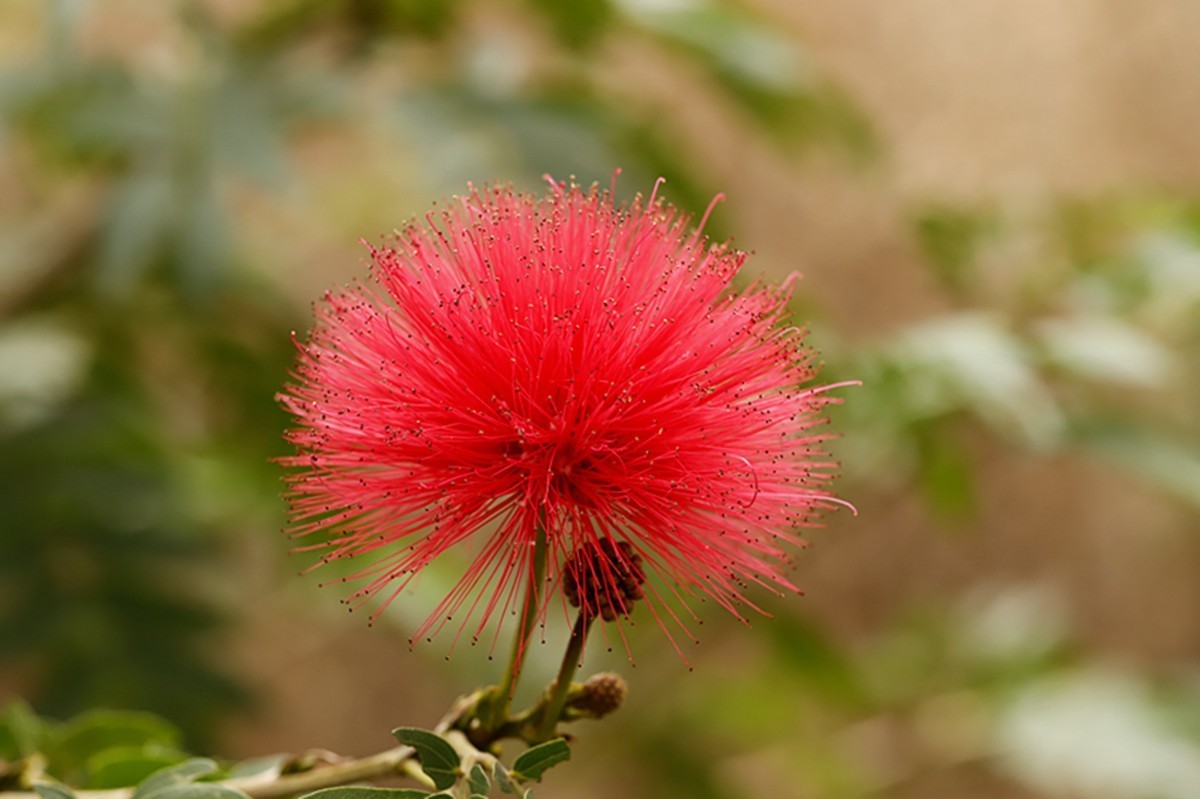 生态花卉红艳朱缨花