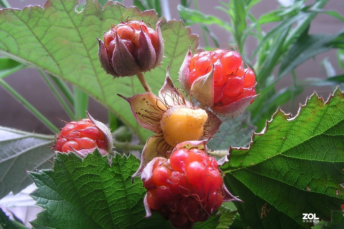 野草野草莓