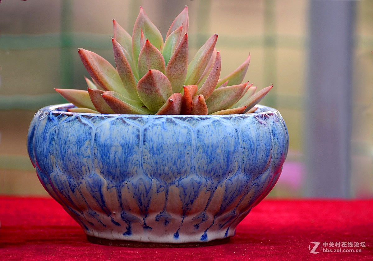 2015年花里小镇多肉展