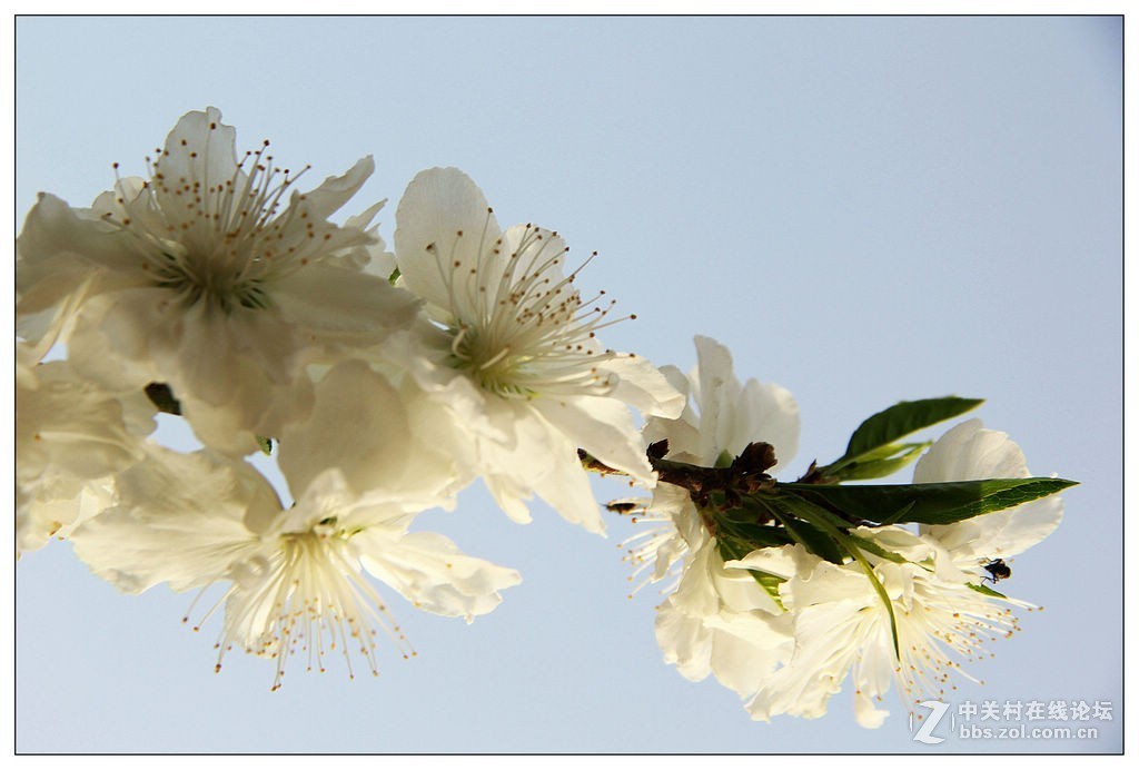 白花山碧桃