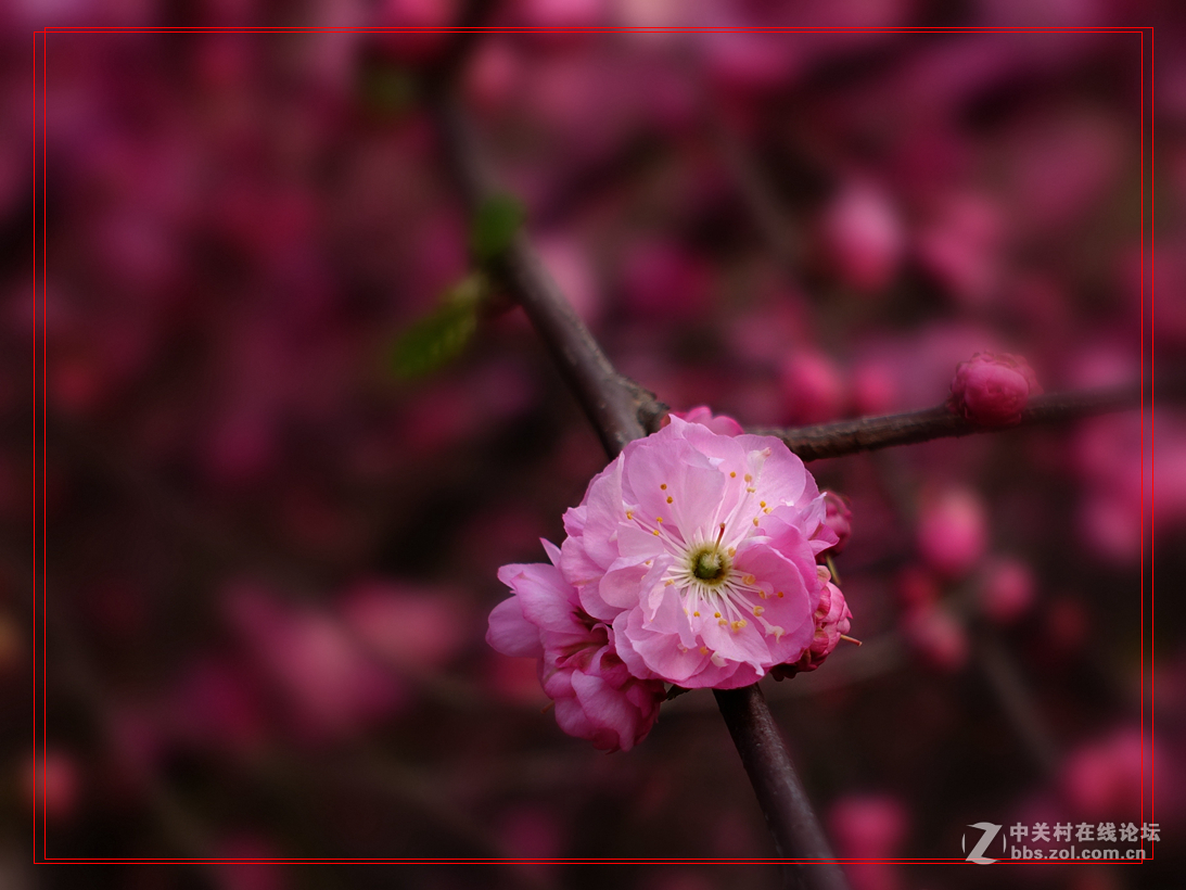 花繁色艳榆叶梅