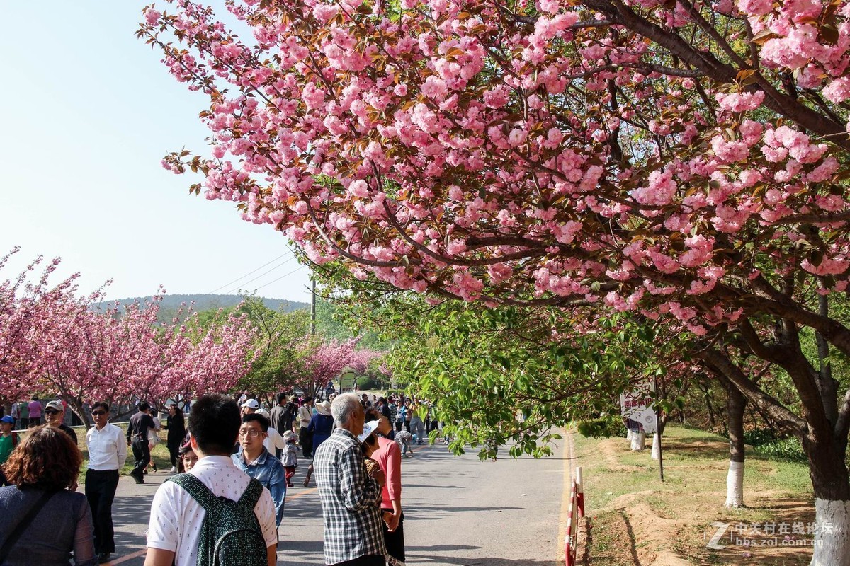 旅顺203樱花园随拍