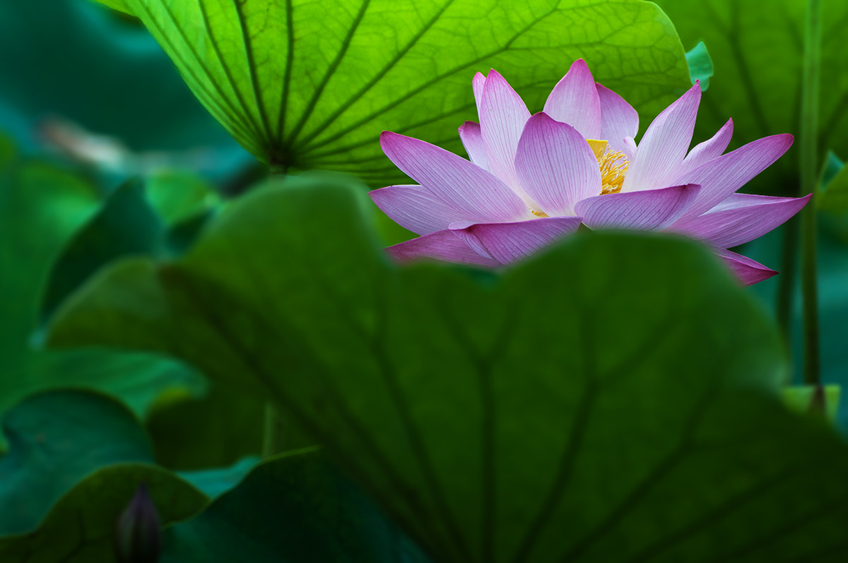 漂亮荷花