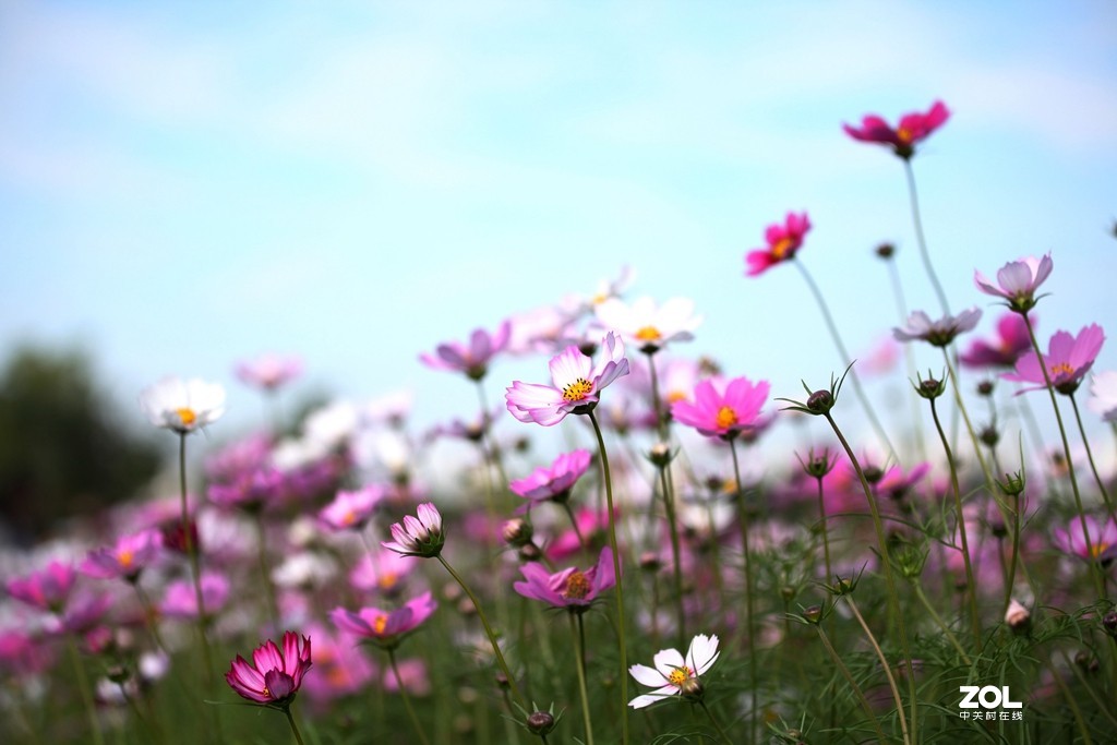 格桑花开