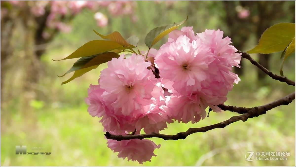 菊樱花