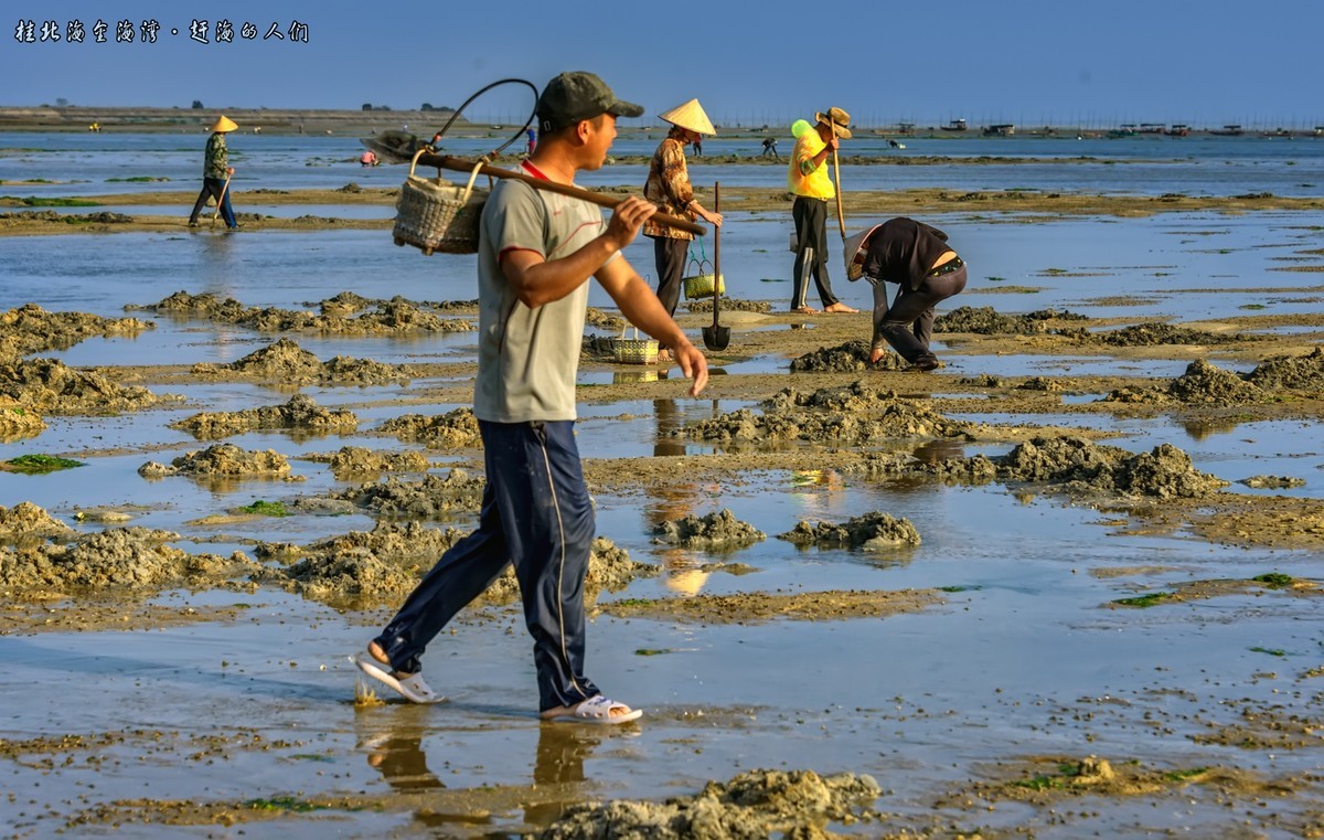 广西北海金海湾红树林疍家赶海人