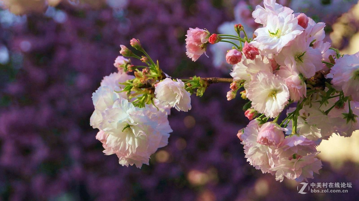 樱花和牡丹