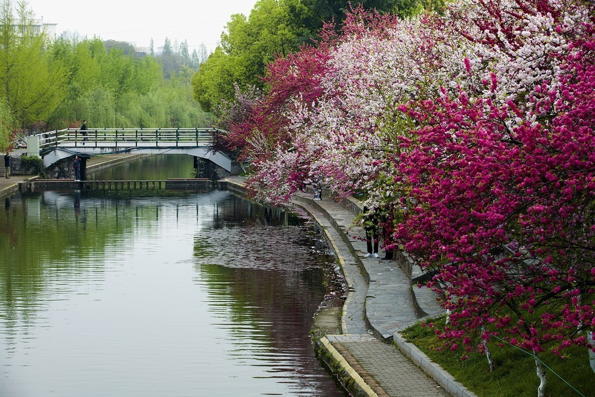三峡大学桃花红