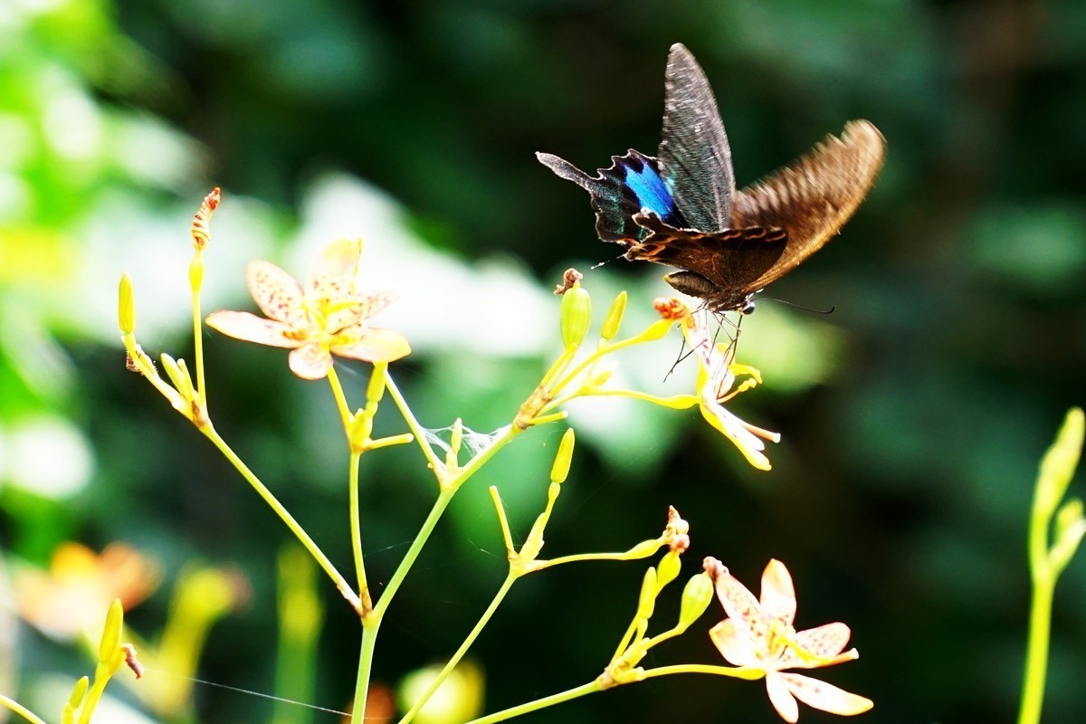 蝶恋花