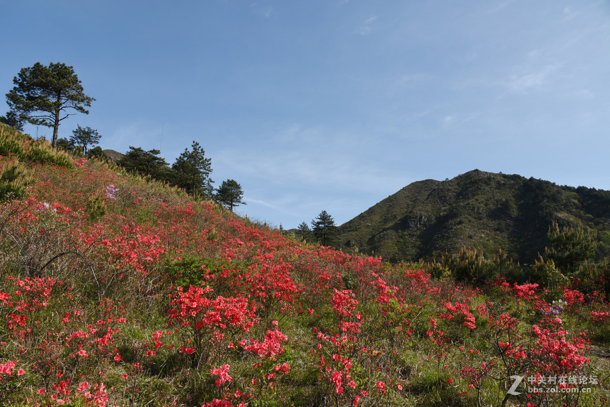 白崖山杜鹃花的王国