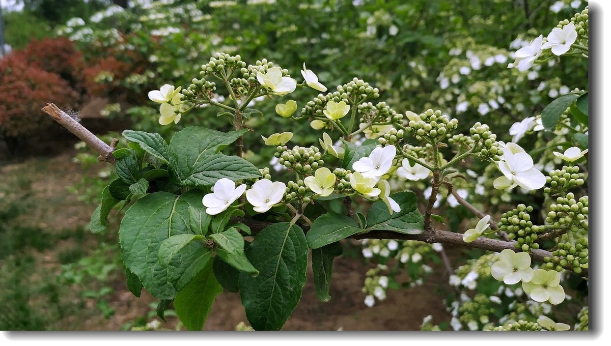 含苞待放的天目琼花春花烂漫系列之五