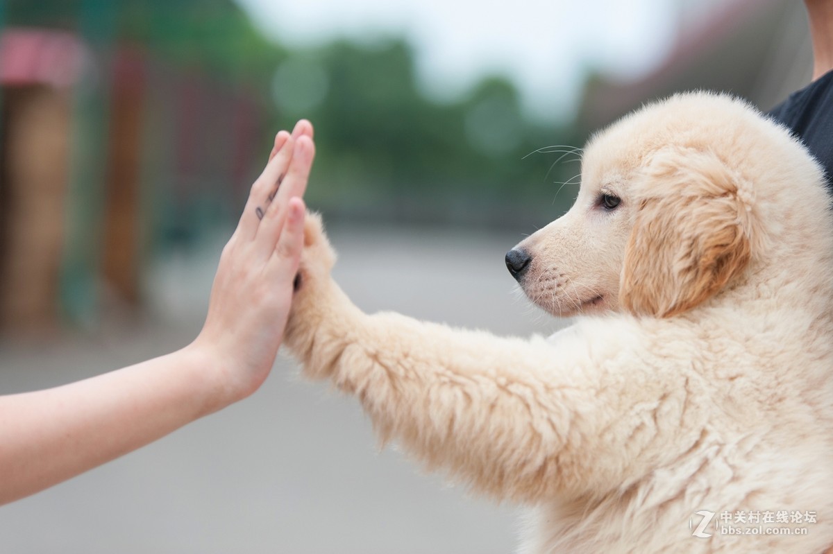 give me five,give me five图片 考拉givemefive