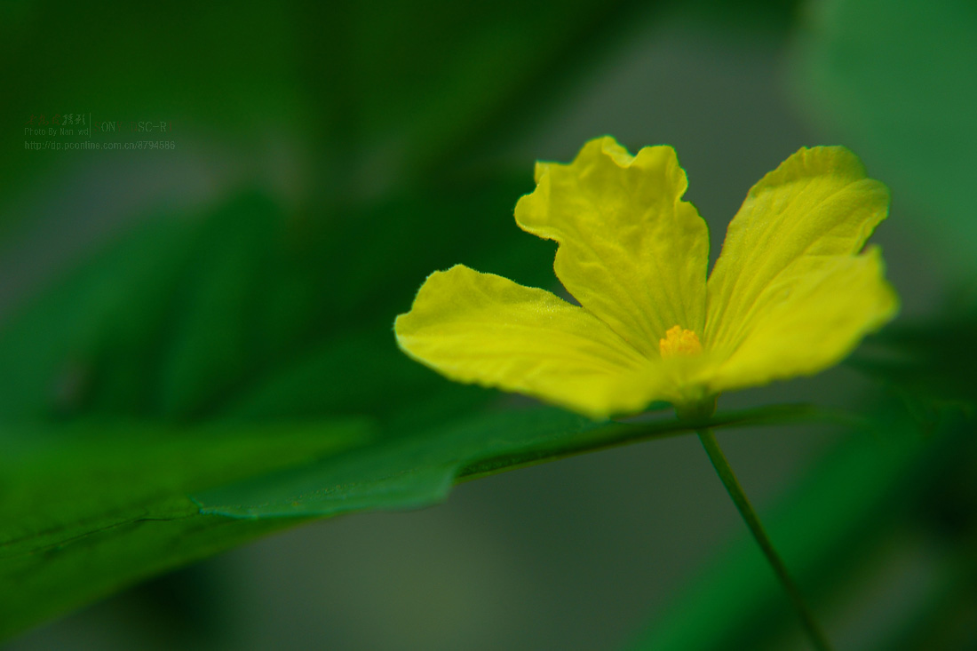 小花和大花