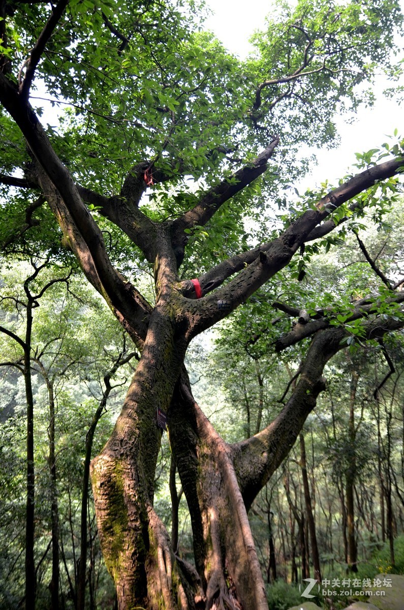 攀登黄葛古道