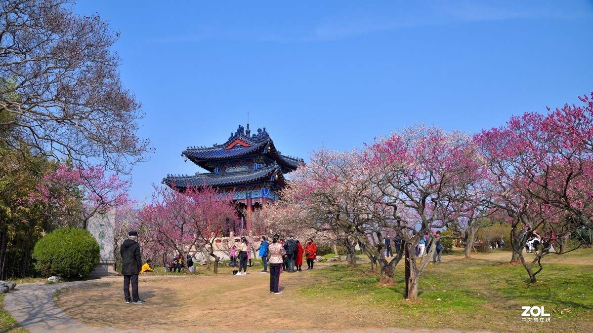 南京梅花山