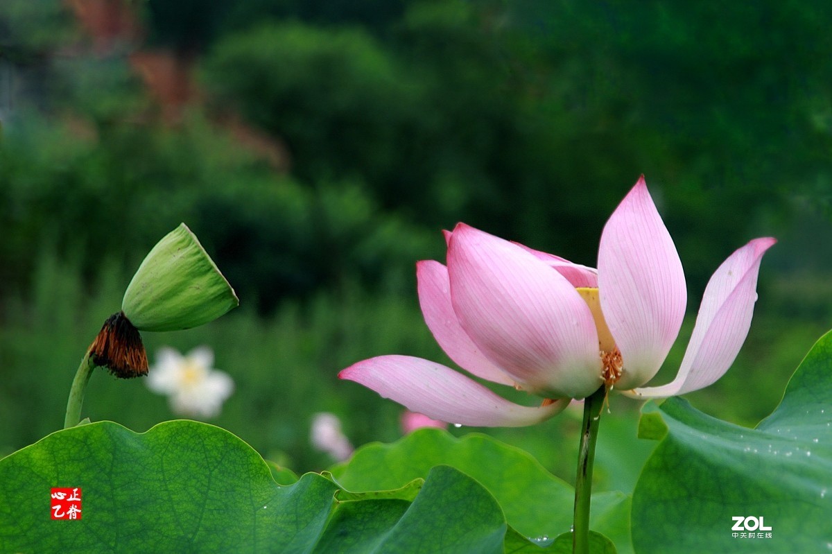 夏荷